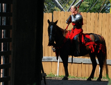 男 馬に乗って
 馬 種牡馬 写真