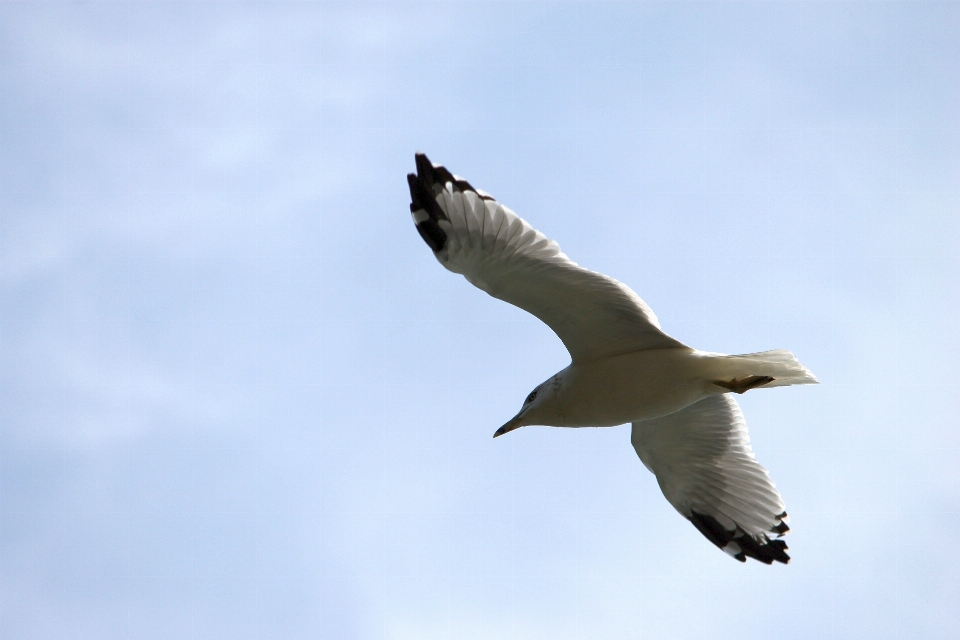 Bird wing sky white