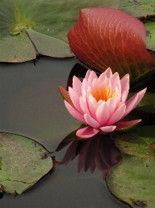 水 自然 花 植物 写真