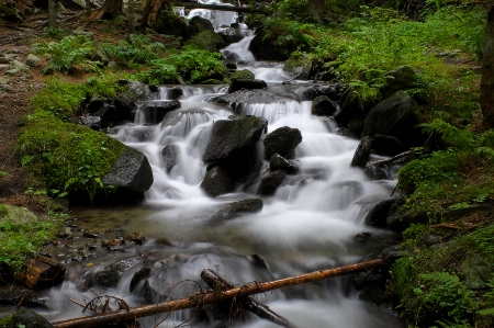 Photo Paysage eau nature forêt