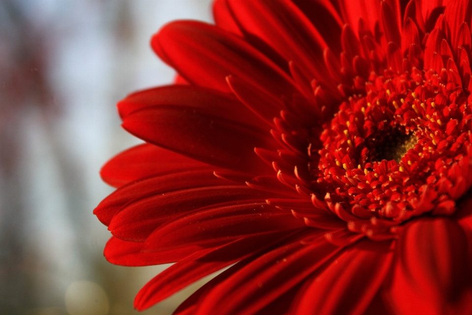 Planta fotografía flor pétalo