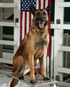 Foto Cane canino
 guardare militare