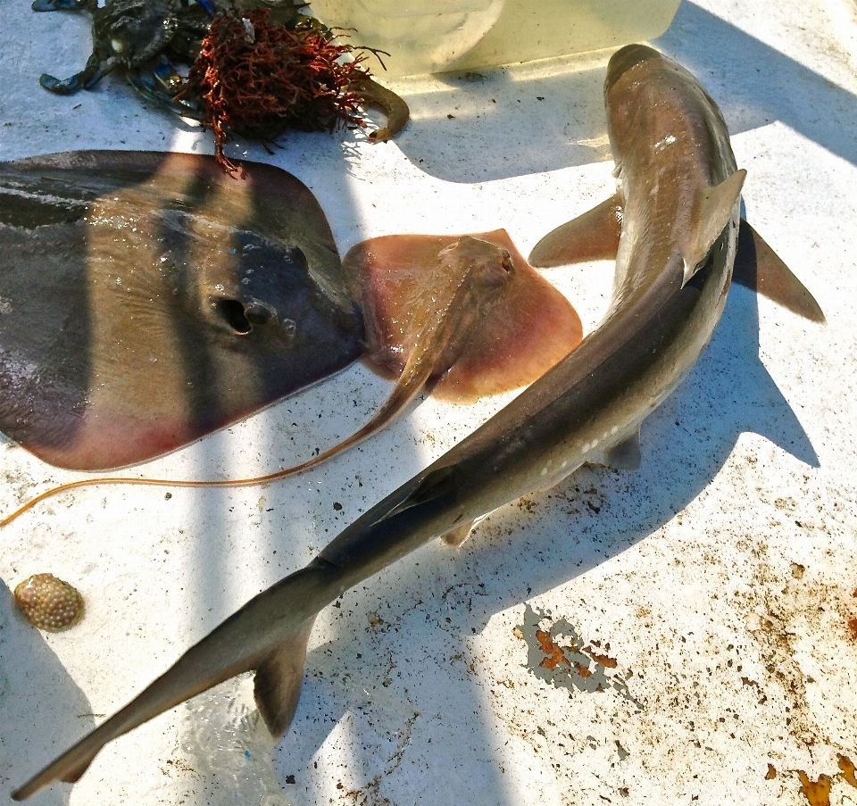 Nourriture la biologie fruit de mer poisson