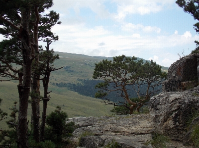 Landscape tree nature forest Photo