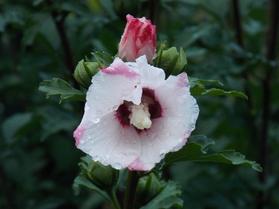 Nature blossom drop plant Photo