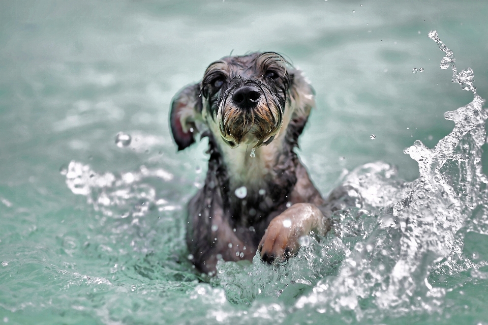 水 アウトドア 濡れた 犬