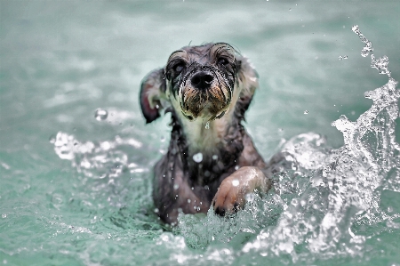 Water outdoor wet dog Photo