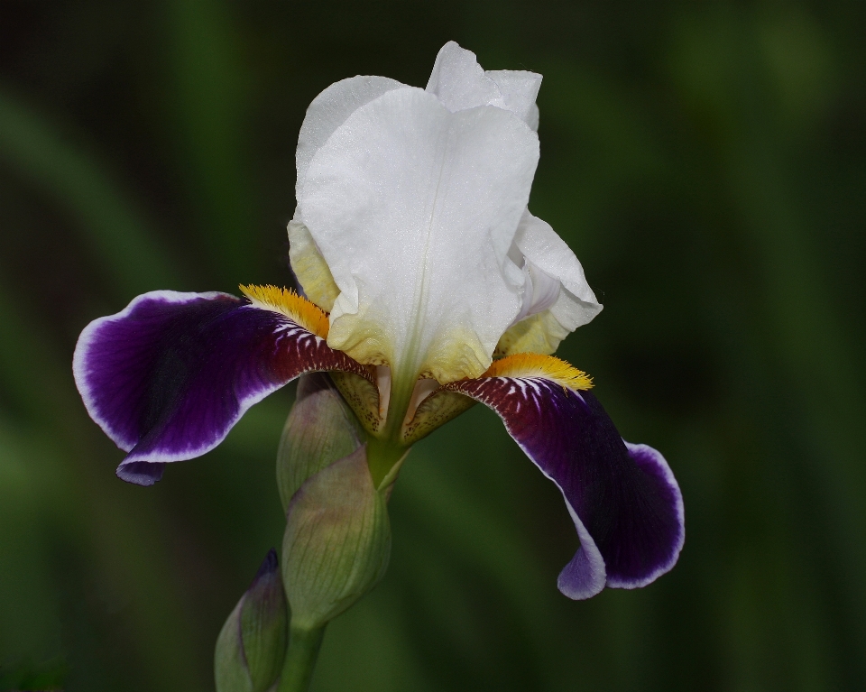 Fleurir usine fleur pétale