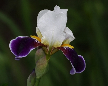 Foto Florescer plantar flor pétala