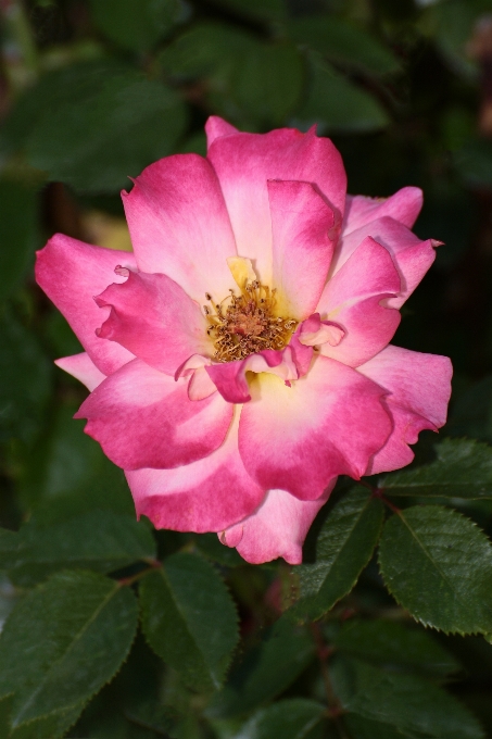 Blossom plant flower petal