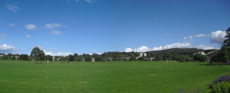 Forest grass structure field Photo