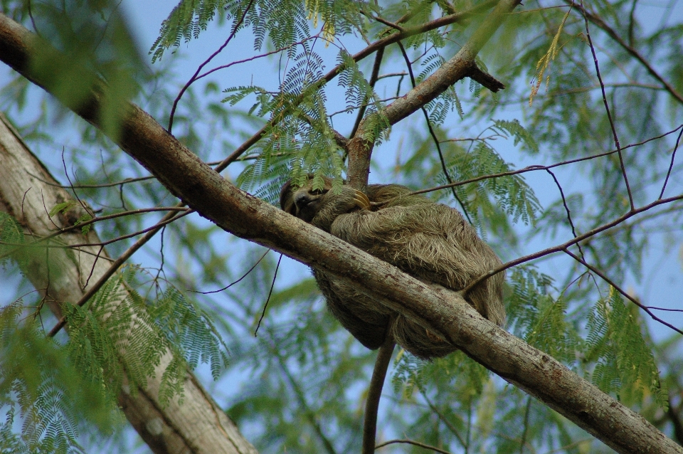 Tree nature forest branch