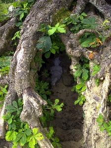 Tree forest branch plant Photo