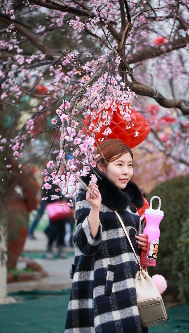 Tree blossom plant flower