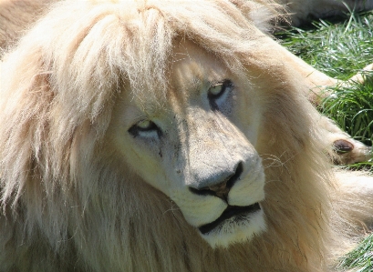 Wildlife wild zoo africa Photo