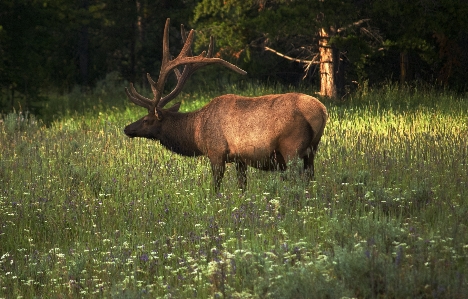 Nature wilderness meadow prairie Photo