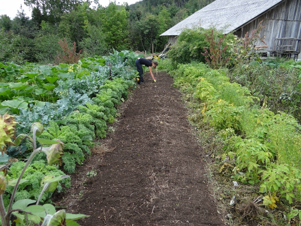 Field farm flower food