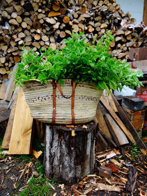 Arbre usine bois cultiver