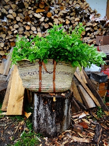 Tree plant wood farm Photo