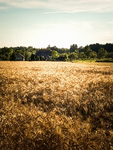 Landscape tree nature grass Photo