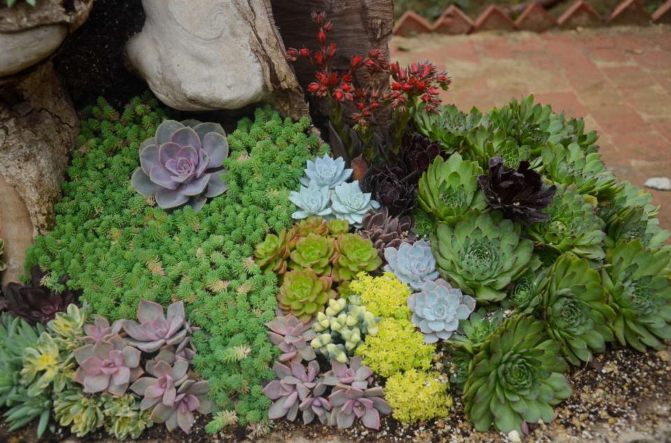 植物 花 トロピカル 公園