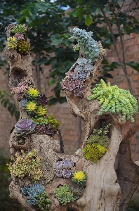 木 ブランチ 植物 葉 写真