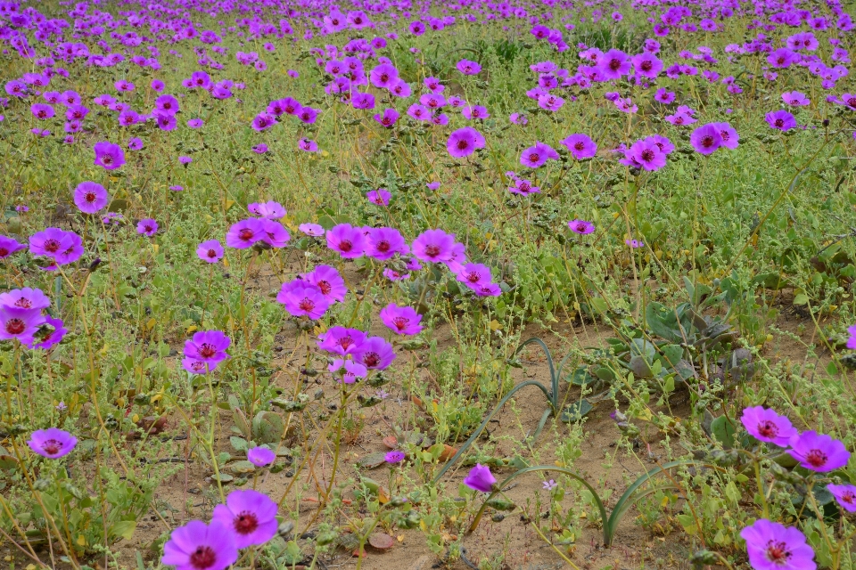 Nature plant field meadow