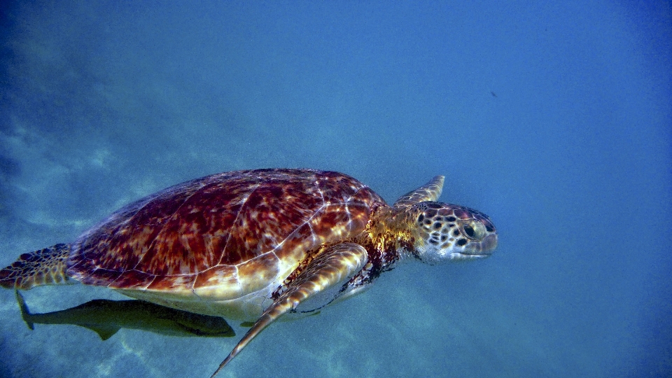 Mar agua naturaleza océano