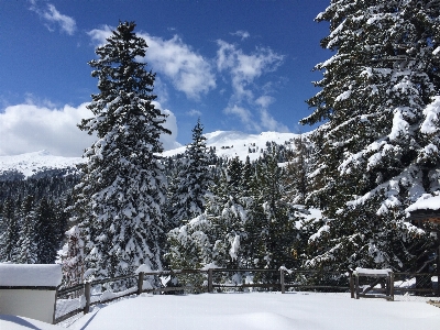 Tree mountain snow winter Photo