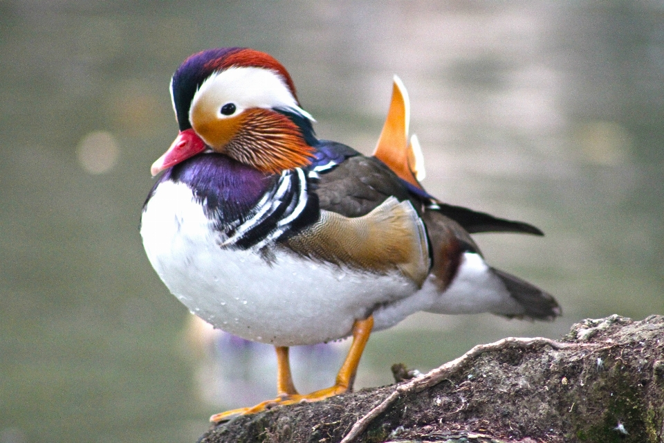 Agua pájaro estanque fauna silvestre