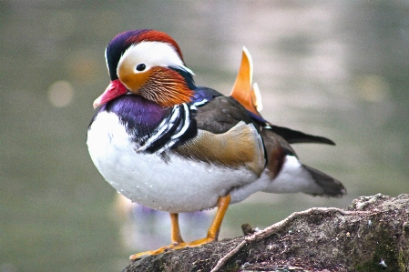 Water bird pond wildlife Photo