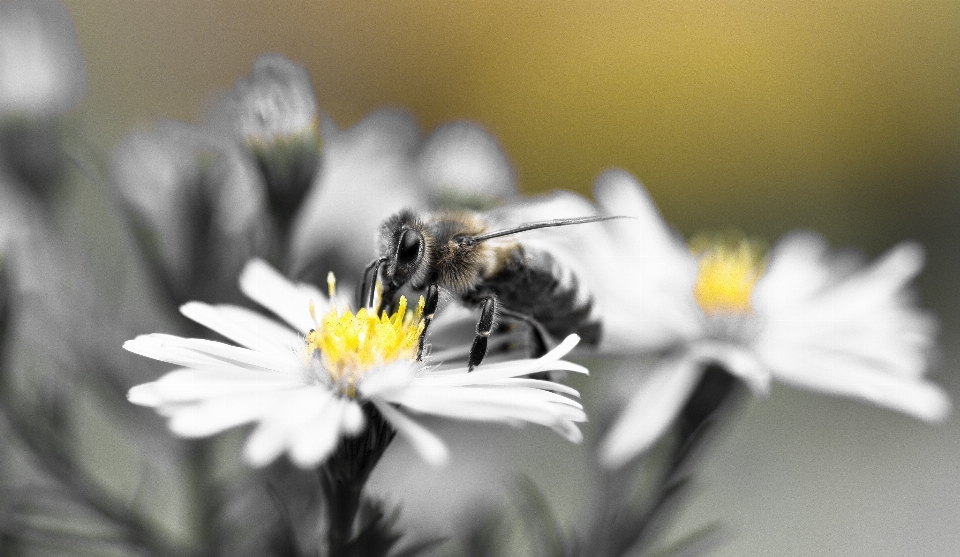 Blossom black and white plant photography