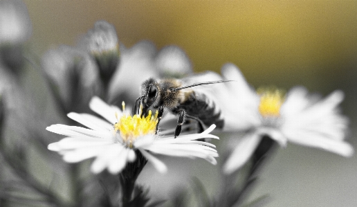 Foto Fiore bianco e nero
 pianta fotografia