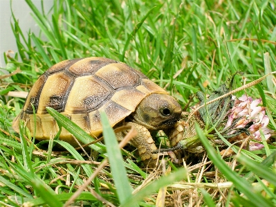 Grass wildlife turtle reptile Photo