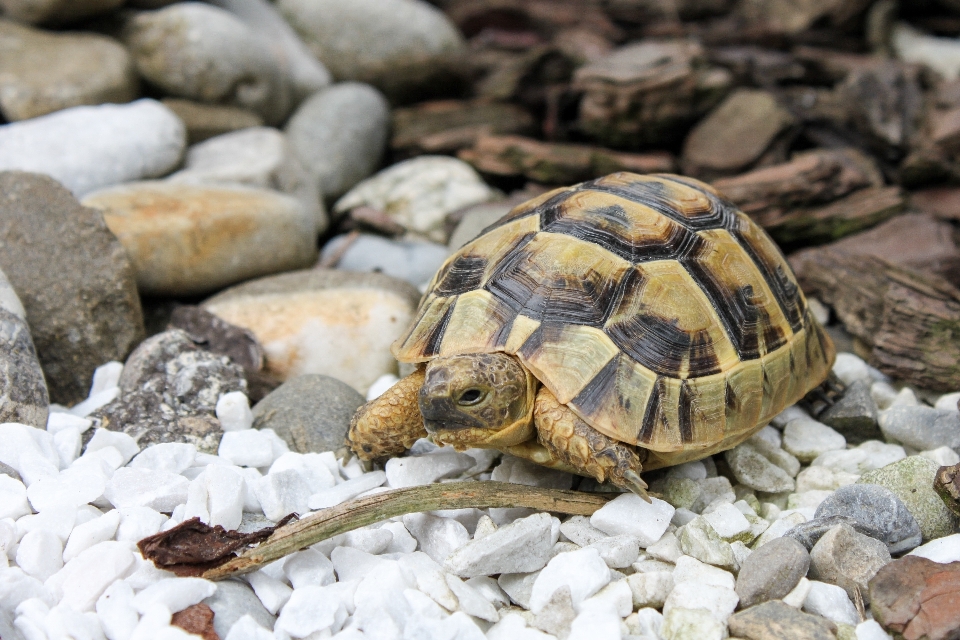 Dzikiej przyrody żółw gad fauna