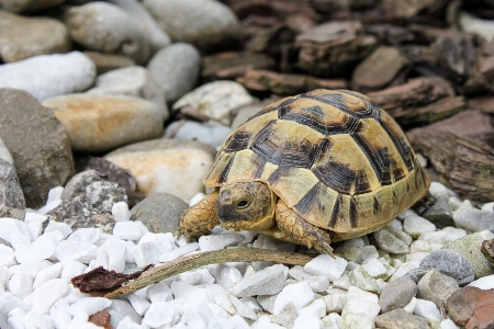 野生動物 カメ 爬虫類 fauna 写真