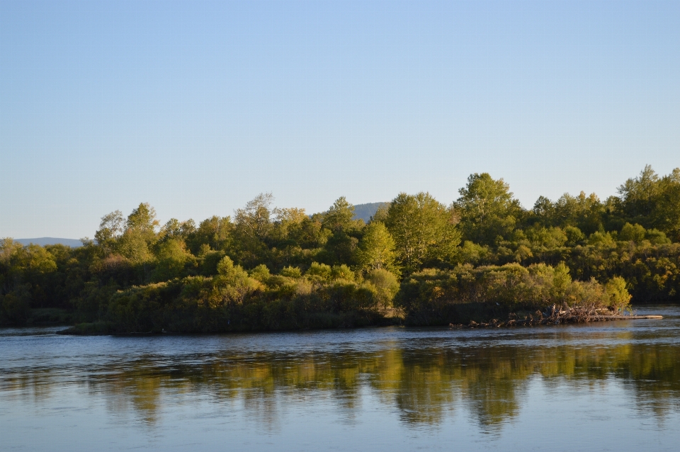 Landscape tree water nature