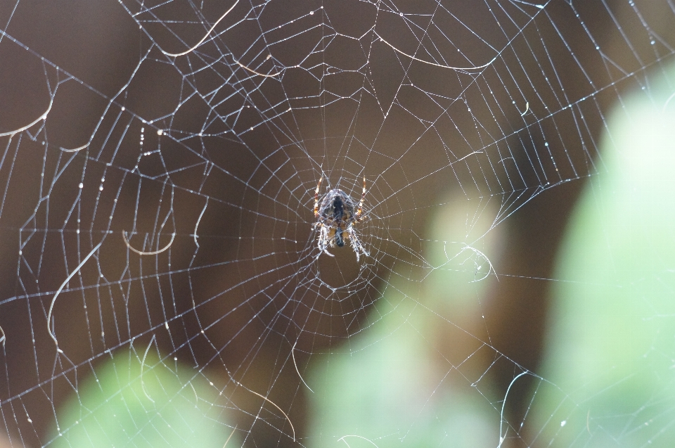 Natur textur tier foto