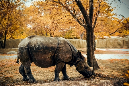 Nature wilderness white animal Photo