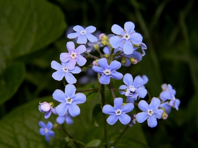 Nature blossom plant flower Photo