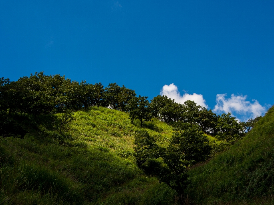 Landscape tree nature forest