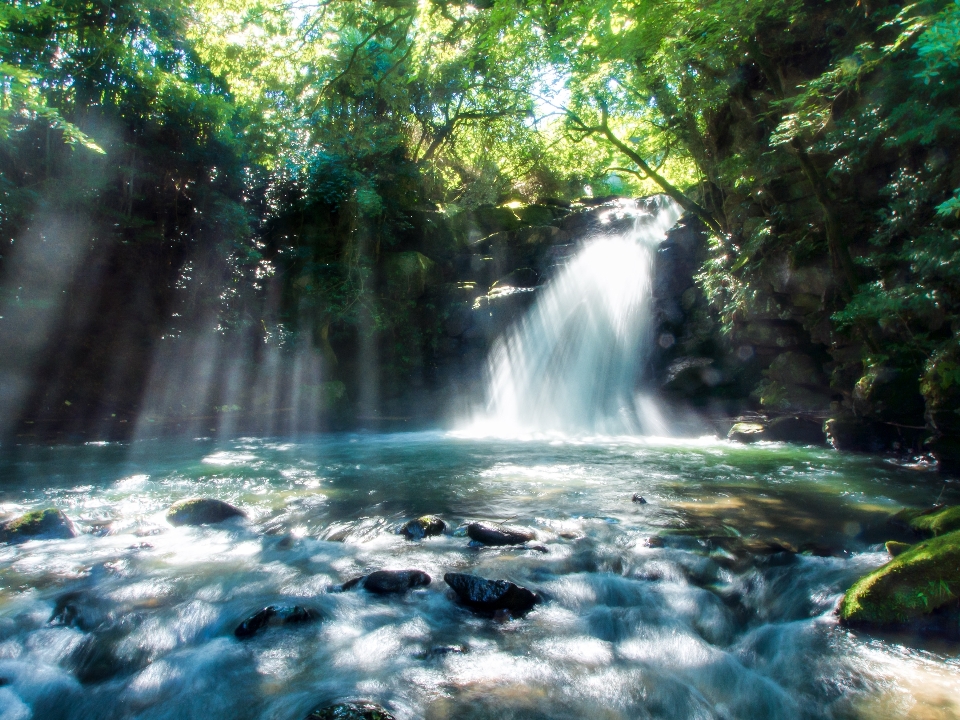 Water nature forest waterfall