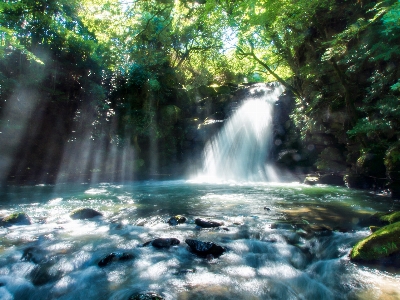 Water nature forest waterfall Photo