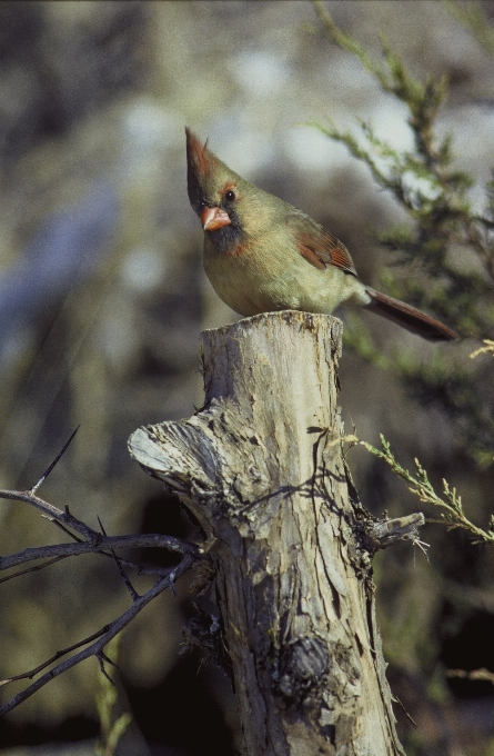 árbol naturaleza rama pájaro