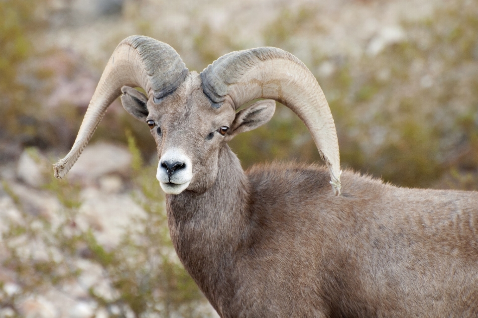 Natura selvaggia
 profilo guardare