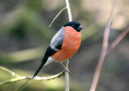 Foto Naturaleza rama pájaro ala