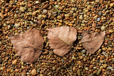 Tree sand rock plant Photo