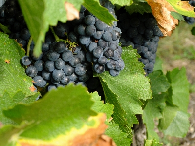 Plant grape vine vineyard Photo