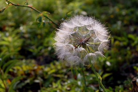 Nature grass blossom plant Photo