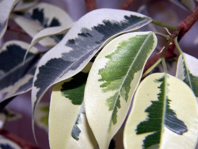 Tree nature branch plant Photo